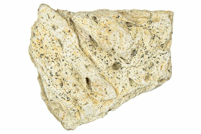 Dinosaur (Triceratops) Frill Shield Section - Montana #330136